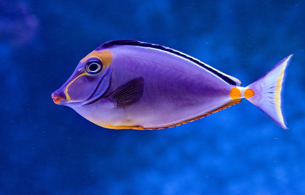Detail Fish Image Nomer 53