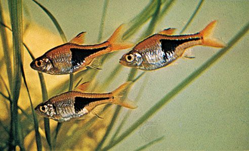 Detail Fish Image Nomer 54