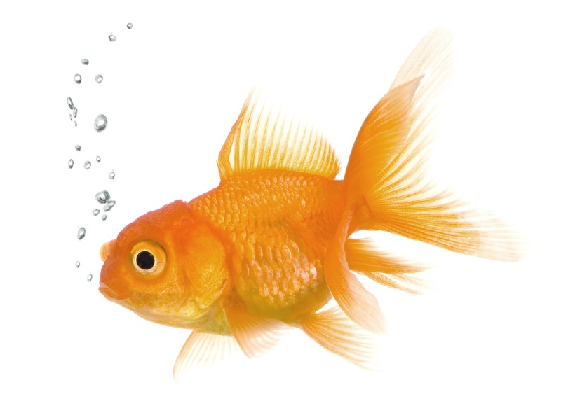 Detail Fish Image Nomer 7
