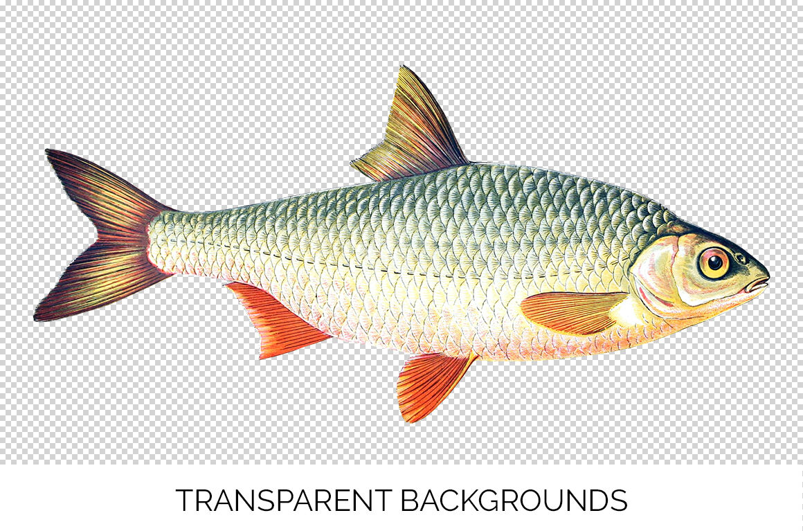 Detail Fish Images Clipart Nomer 37