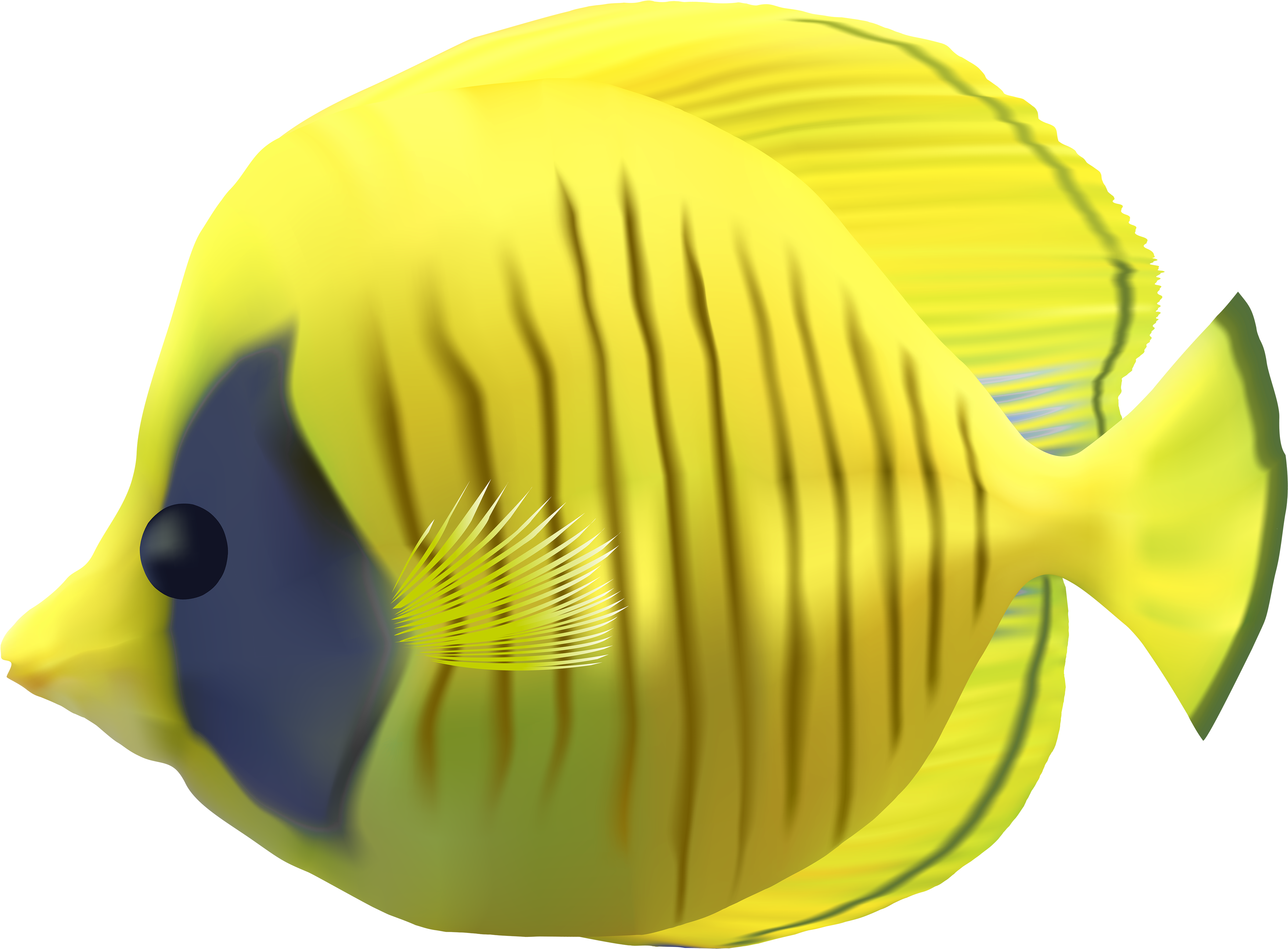 Detail Fish No Background Nomer 10