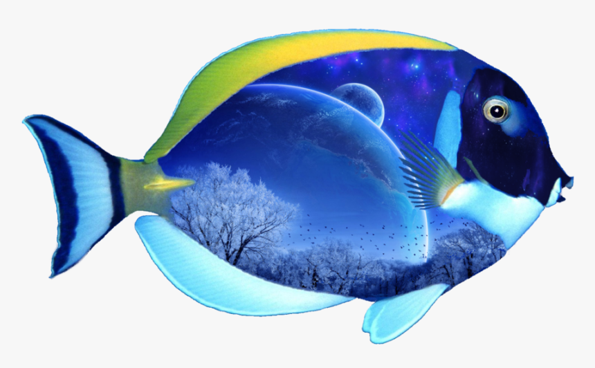 Detail Fish No Background Nomer 16