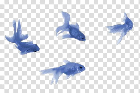 Detail Fish No Background Nomer 23
