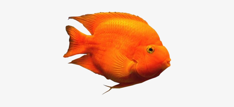 Detail Fish No Background Nomer 25