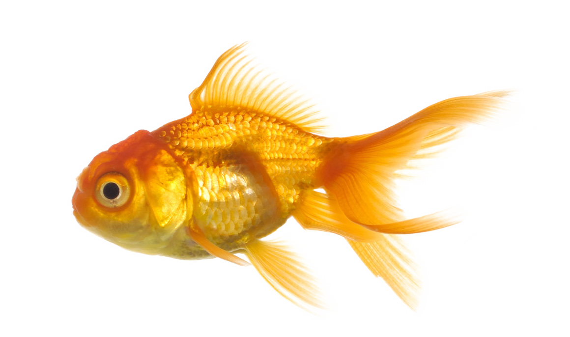 Detail Fish No Background Nomer 3