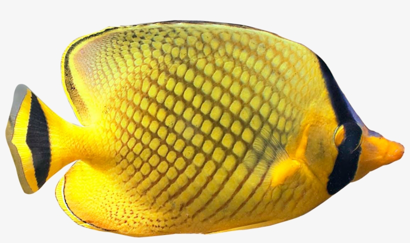 Detail Fish No Background Nomer 31