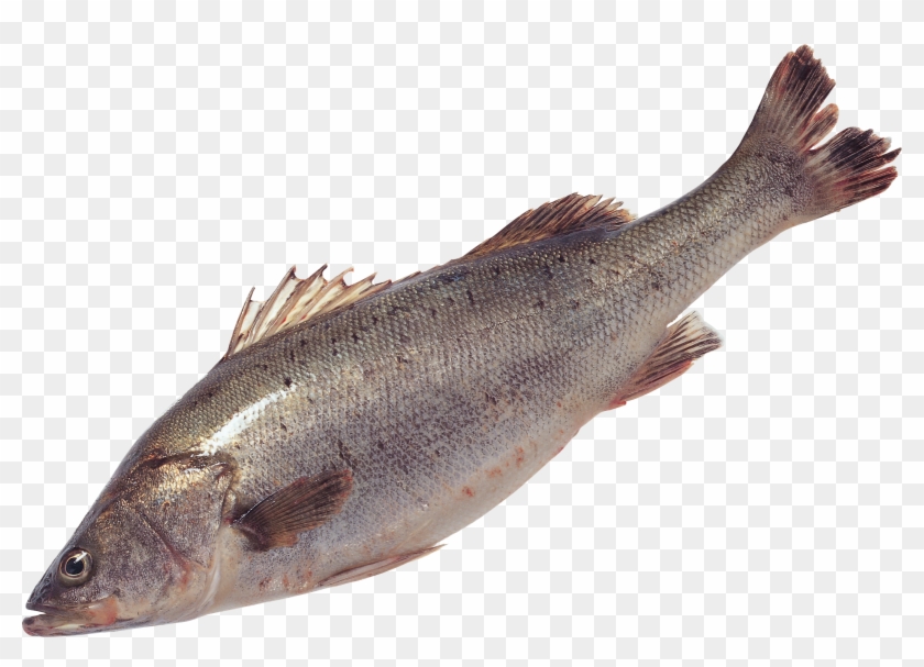 Detail Fish No Background Nomer 34