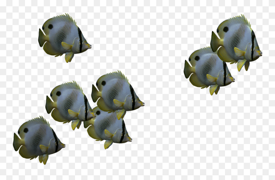 Detail Fish No Background Nomer 4