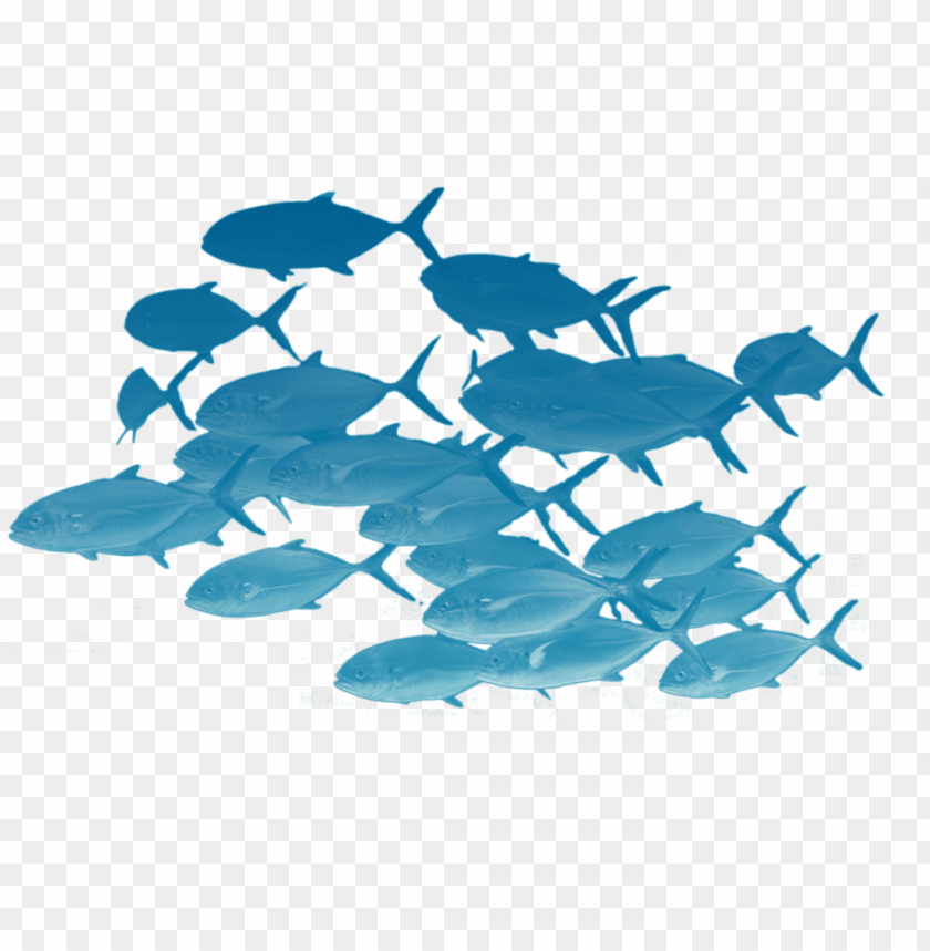 Detail Fish No Background Nomer 38