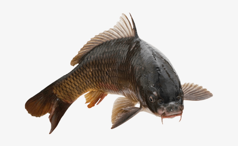 Detail Fish No Background Nomer 40