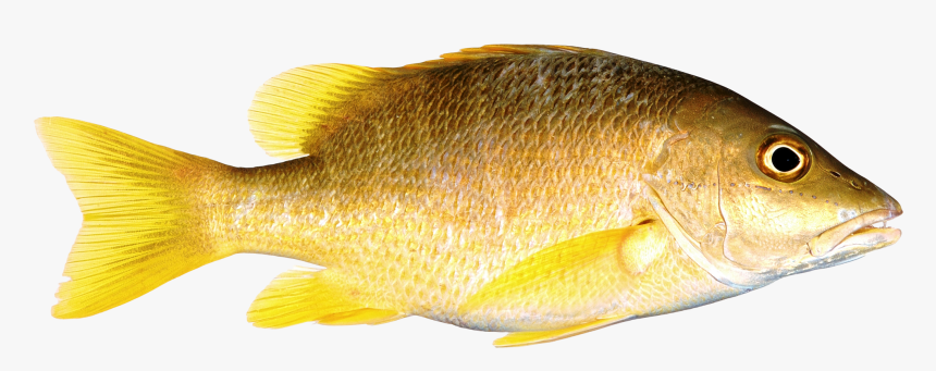 Detail Fish No Background Nomer 42