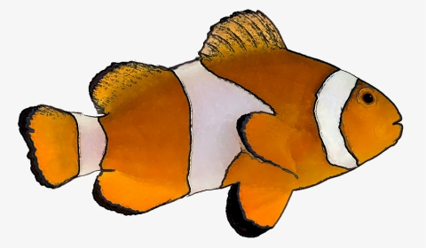 Detail Fish No Background Nomer 52