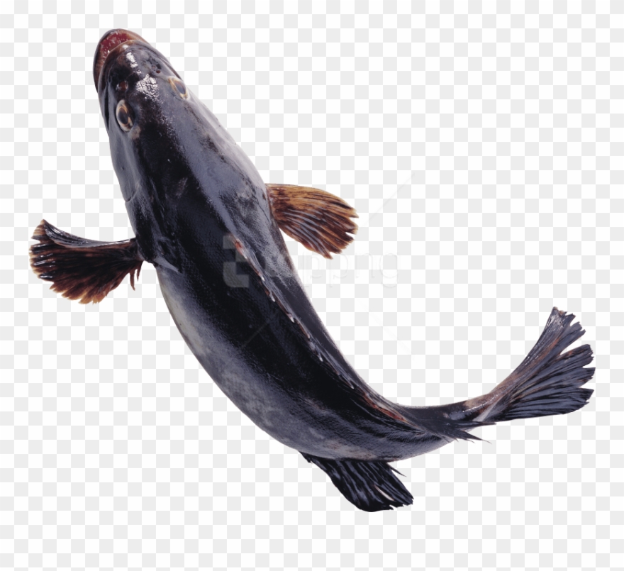 Detail Fish No Background Nomer 53