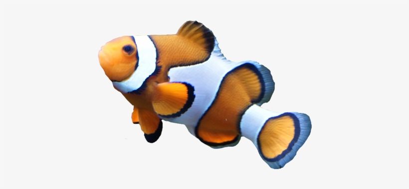 Detail Fish No Background Nomer 8