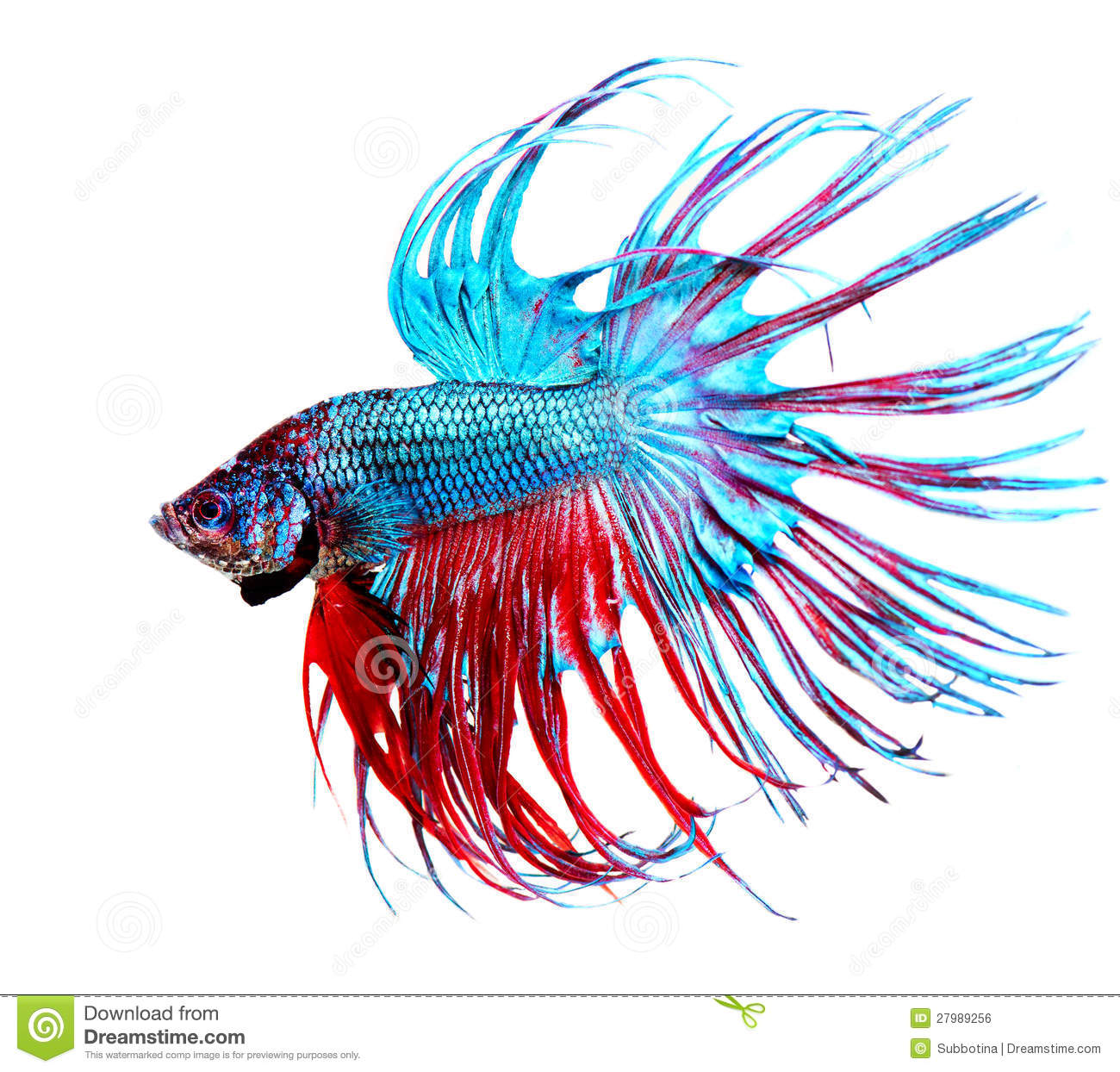 Download Fish Photos Free Nomer 15