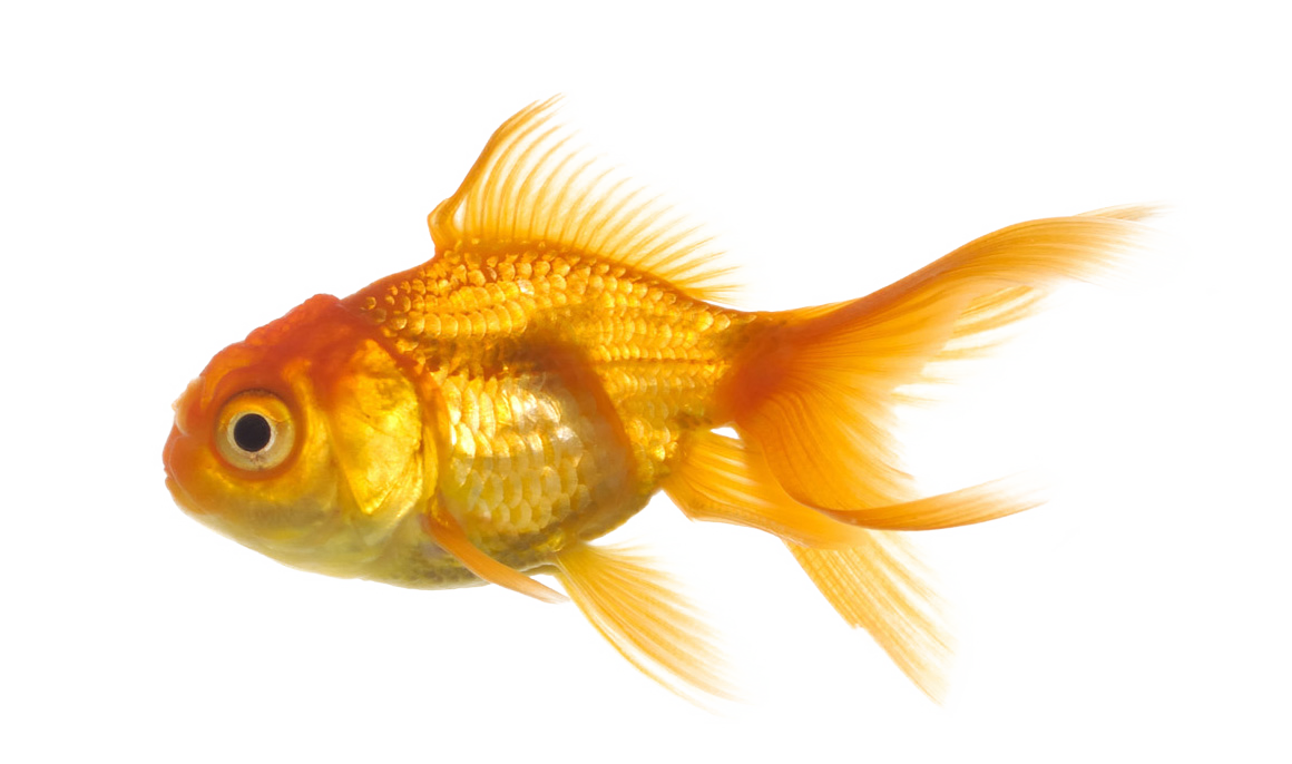 Detail Fish Png Transparent Nomer 28