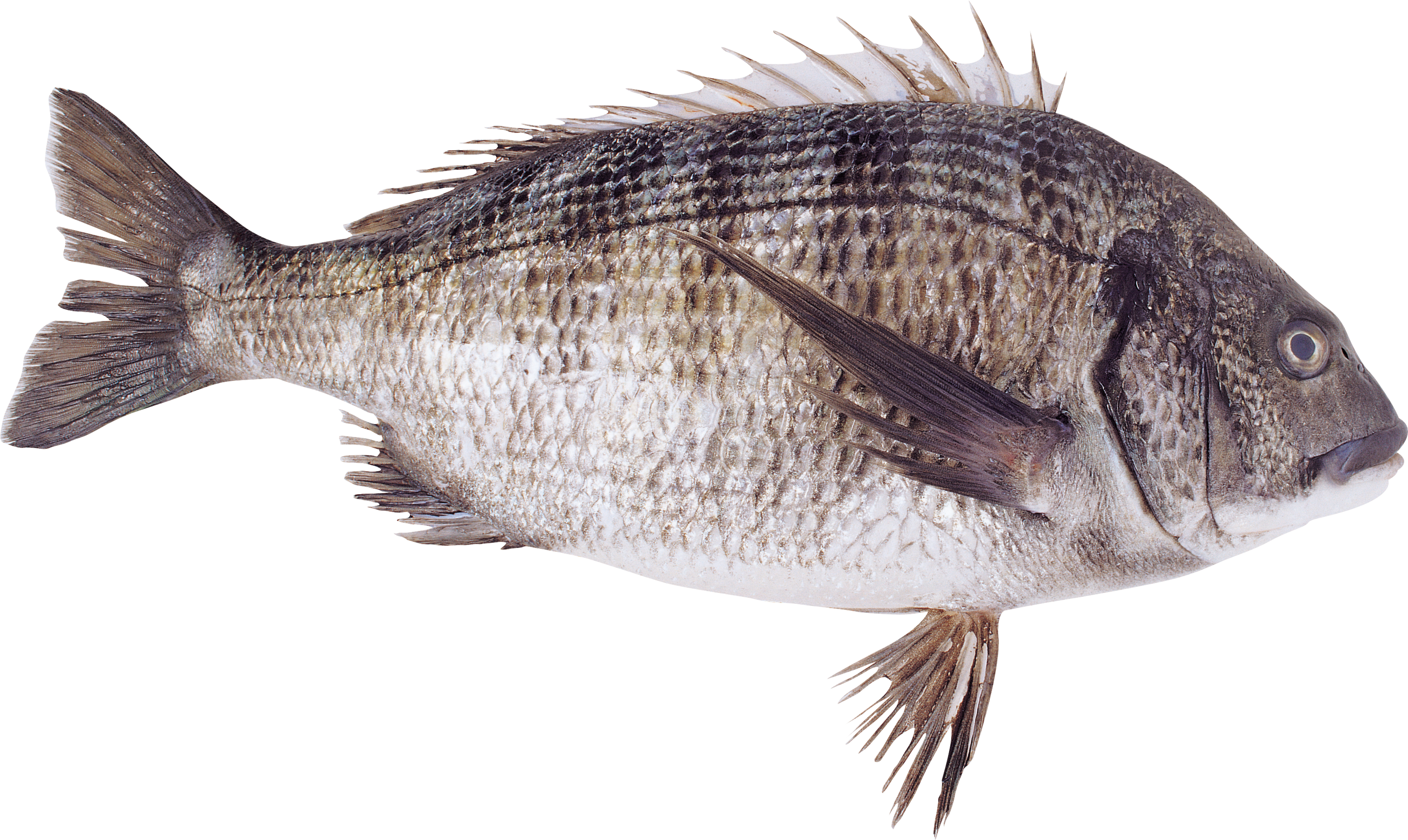 Detail Fish Png Transparent Nomer 32