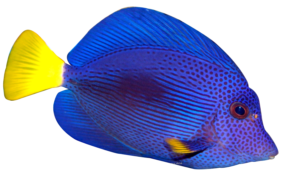 Detail Fish Png Transparent Nomer 38