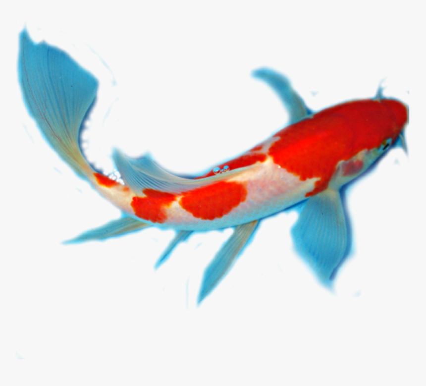 Detail Fish Png Transparent Nomer 45