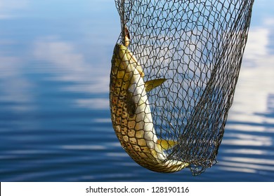 Detail Fish Scoop Net Nomer 27