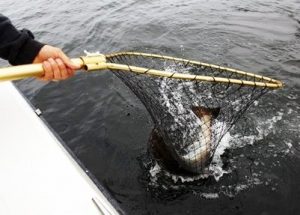 Detail Fish Scoop Net Nomer 30