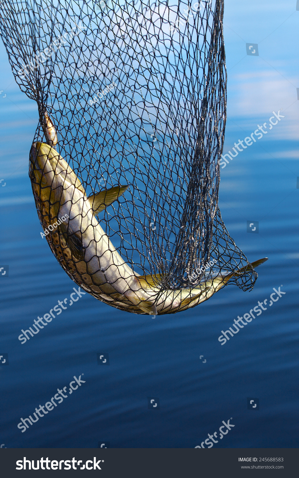 Detail Fish Scoop Net Nomer 32
