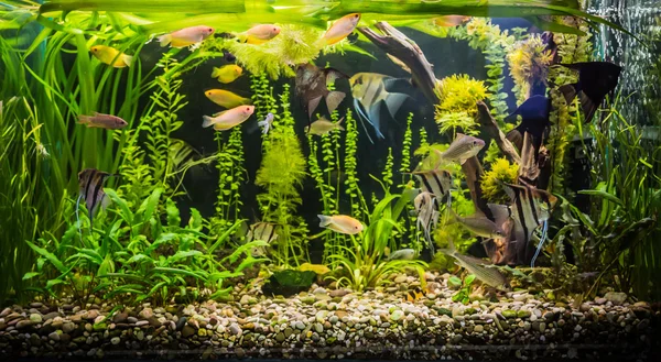 Detail Fish Tank Background Printable Free Printable Aquarium Backgrounds Nomer 41
