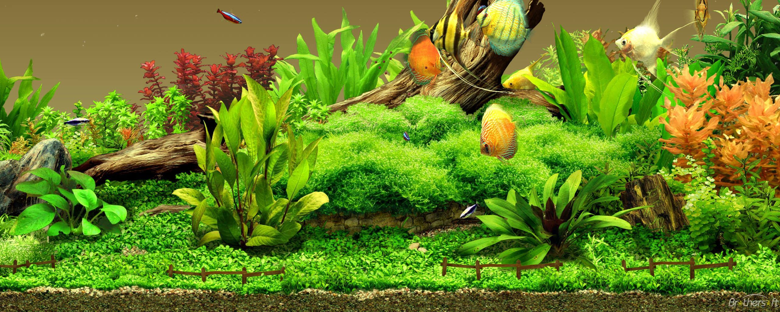 Detail Fish Tank Background Printable Free Printable Aquarium Backgrounds Nomer 43