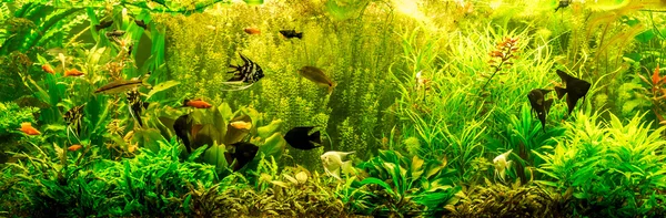 Detail Fish Tank Background Printable Free Printable Aquarium Backgrounds Nomer 57