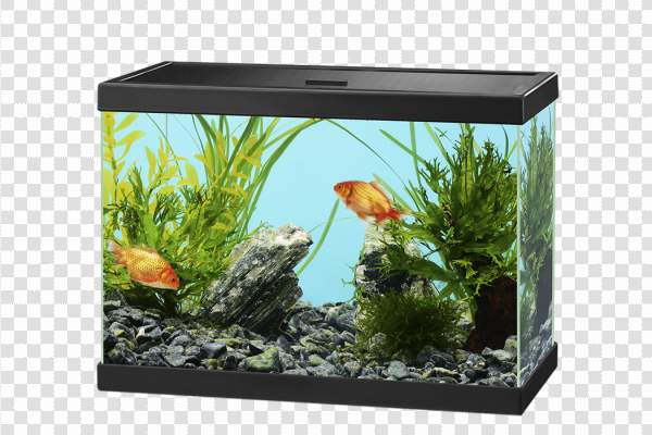 Detail Fish Tank Png Nomer 11