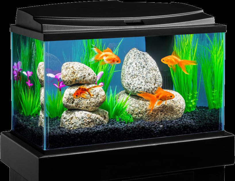 Detail Fish Tank Png Nomer 6