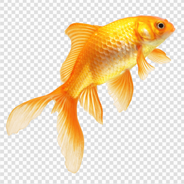 Detail Fish Transparent Nomer 12