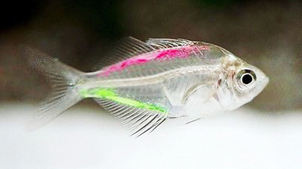 Detail Fish Transparent Nomer 19