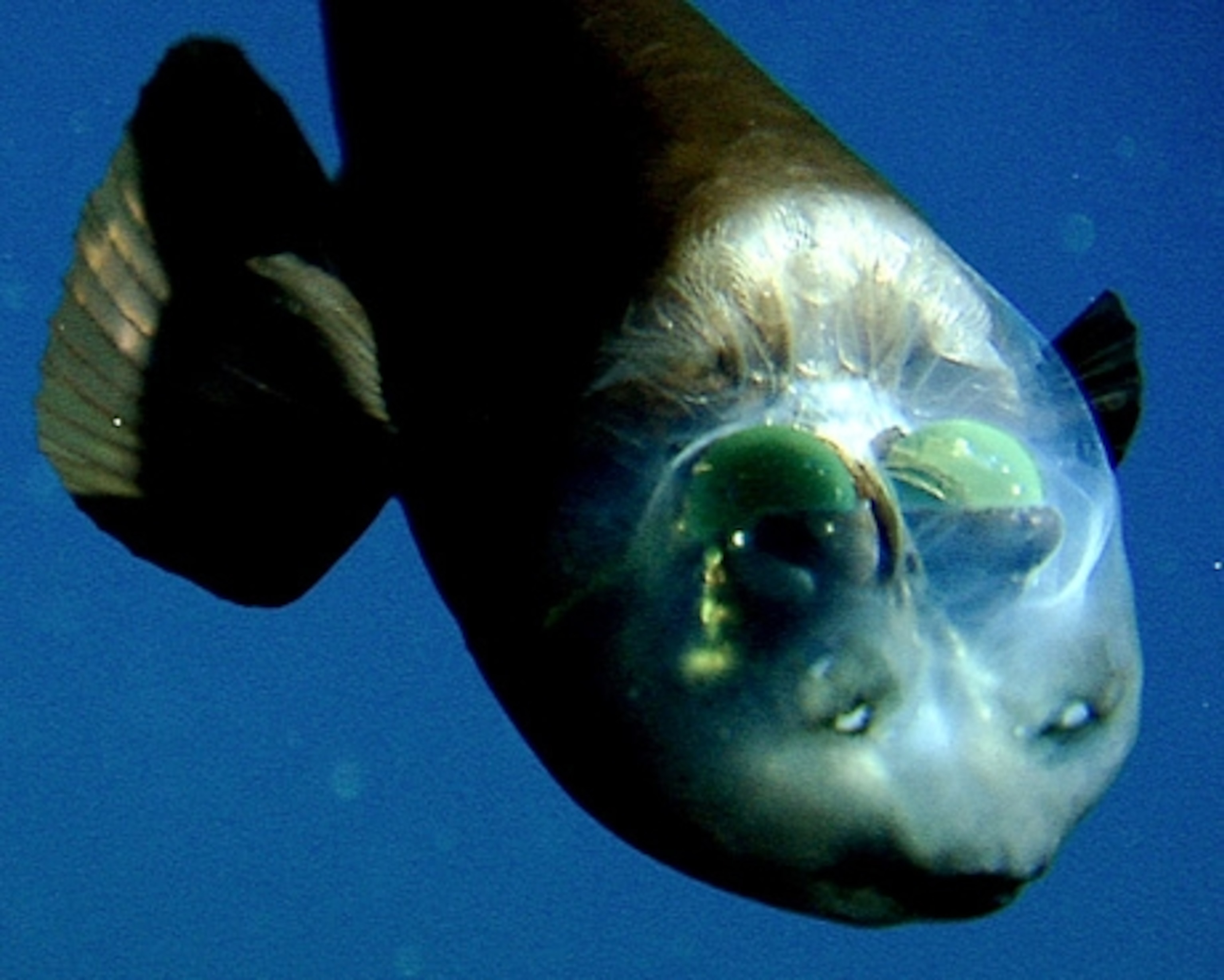 Detail Fish Transparent Nomer 39