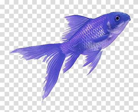 Fish Transparent Background - KibrisPDR