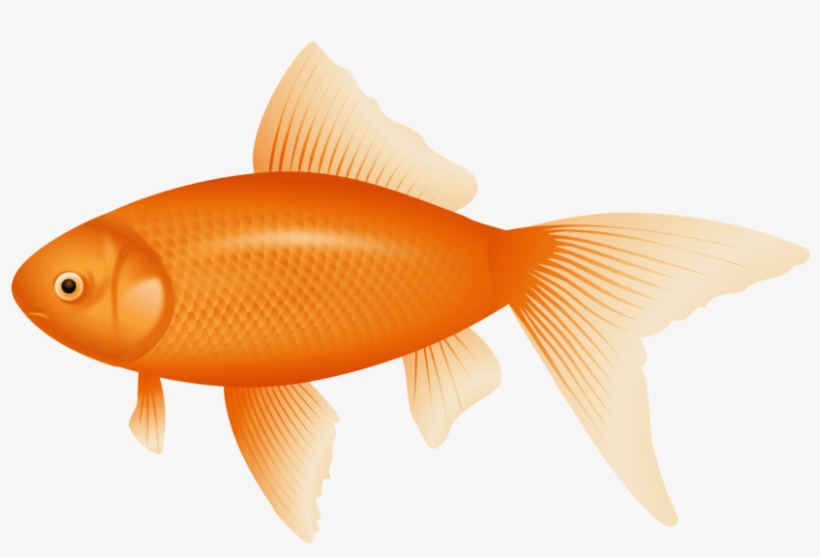 Detail Fish Transparent Background Nomer 8