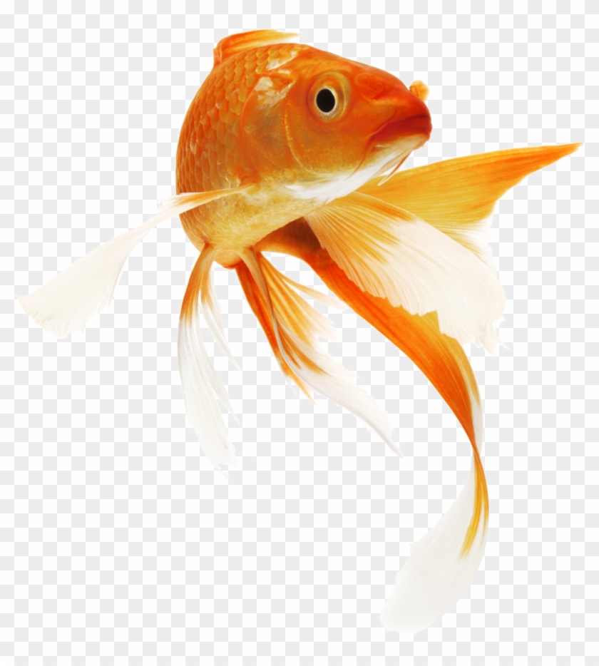 Detail Fish Transparent Background Nomer 14