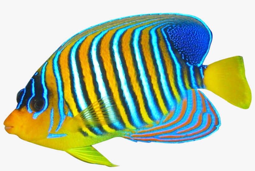 Detail Fish Transparent Background Nomer 15