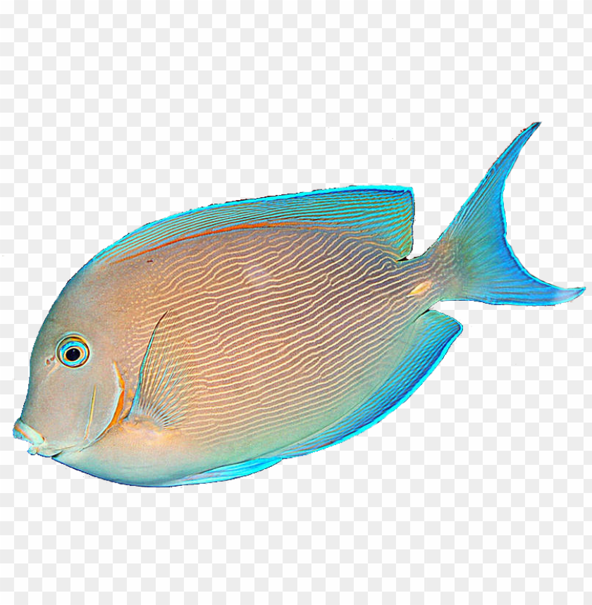 Detail Fish Transparent Background Nomer 19