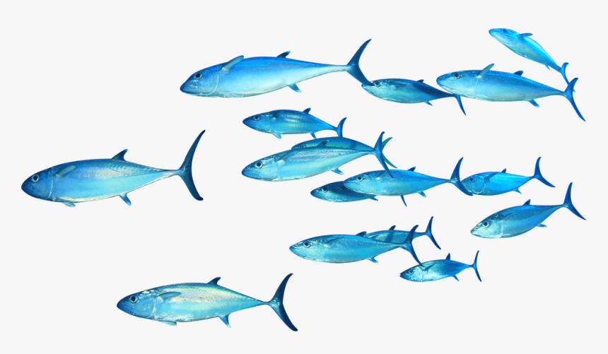 Detail Fish Transparent Background Nomer 28