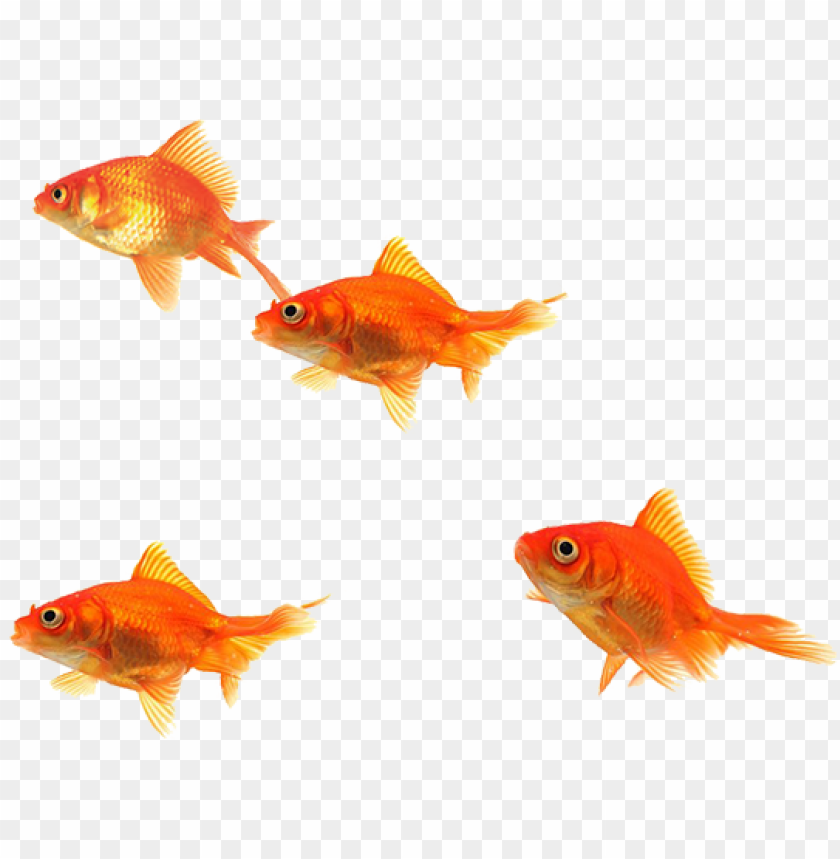 Detail Fish Transparent Background Nomer 4