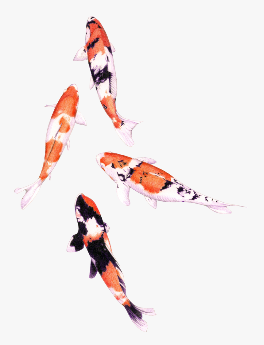 Detail Fish Transparent Background Nomer 45