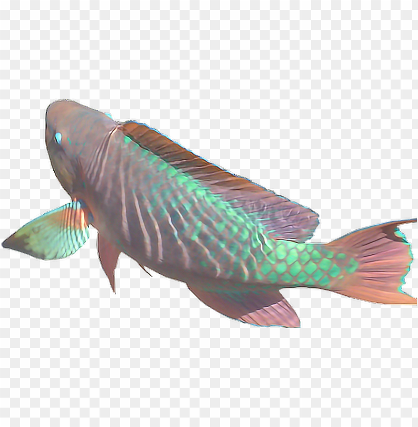 Detail Fish Transparent Background Nomer 52