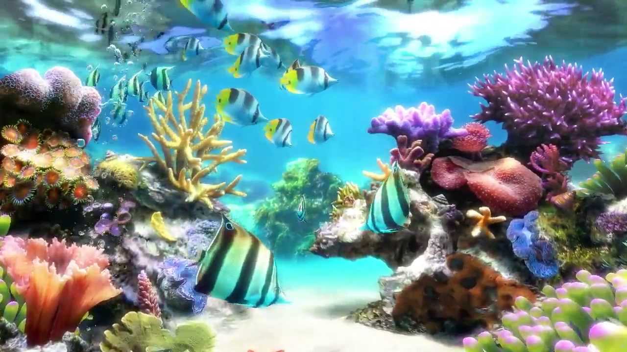 Detail Fish Wallpaper Live Nomer 3