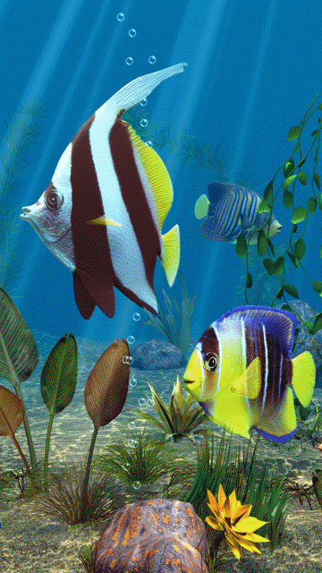 Detail Fish Wallpaper Live Nomer 4
