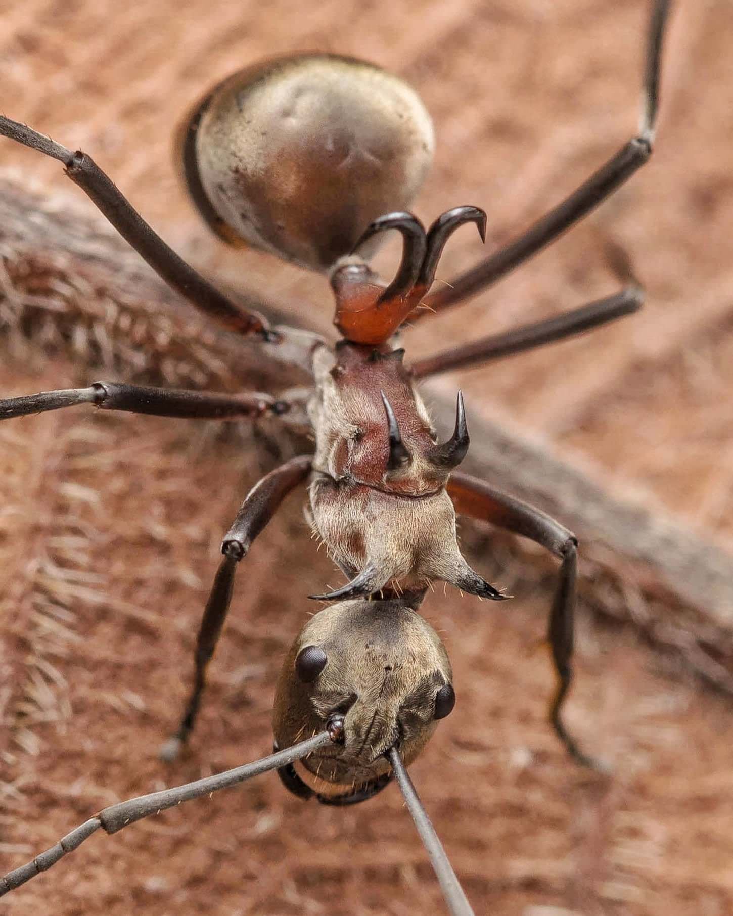 Fishhook Ant - KibrisPDR