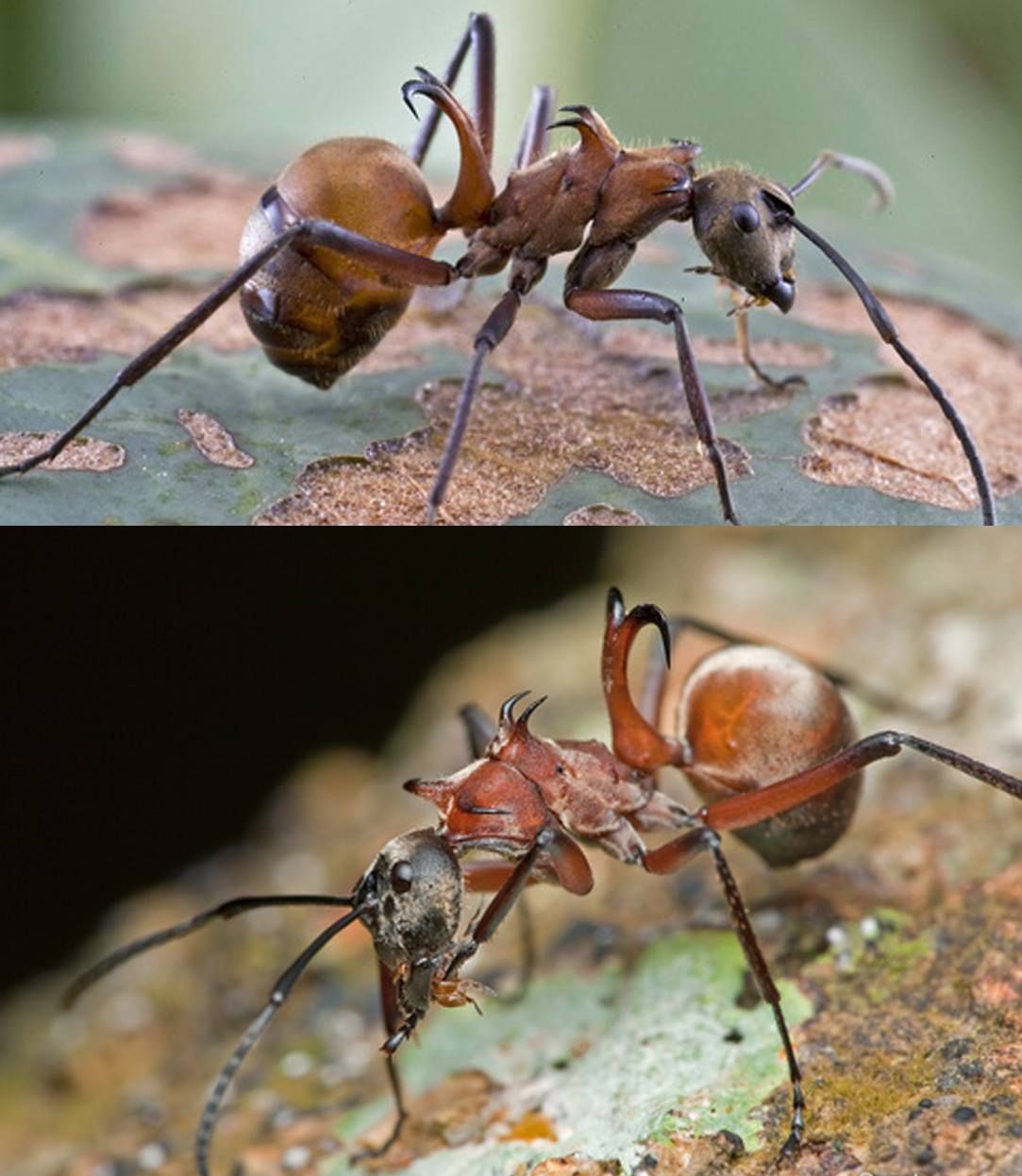 Detail Fishhook Ant Nomer 9