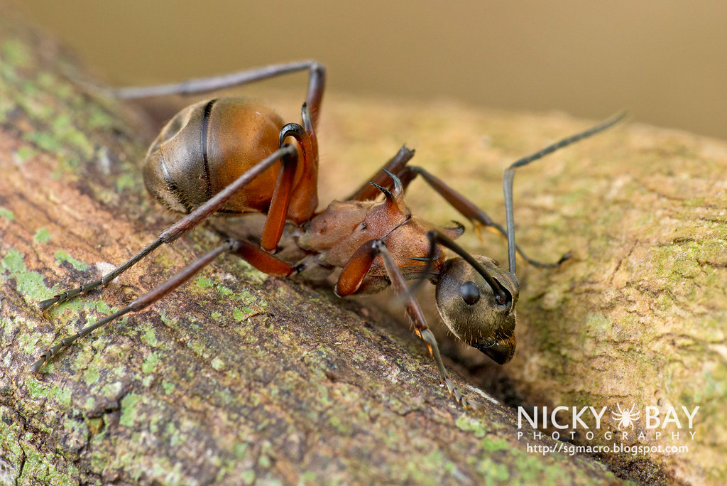 Detail Fishhook Ant Nomer 10
