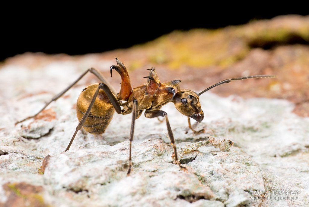 Detail Fishhook Ant Nomer 11