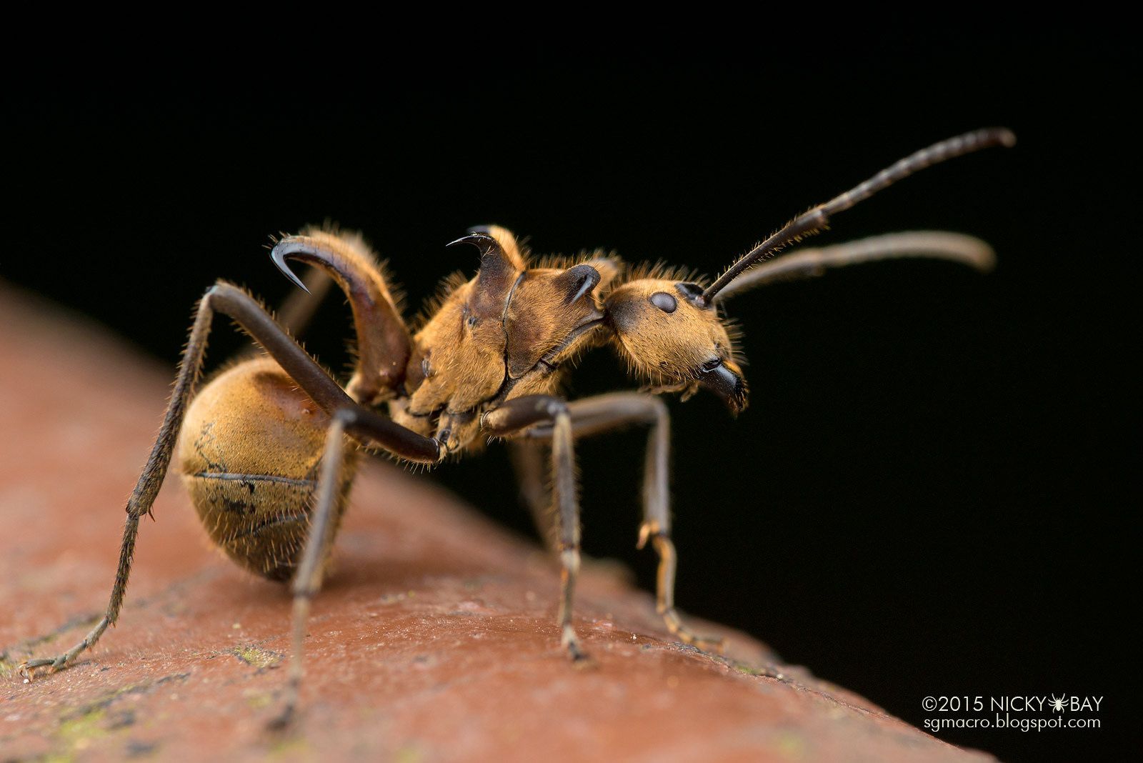 Detail Fishhook Ant Nomer 12